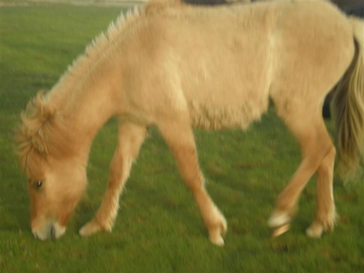 Islænder Fylkir billede 15