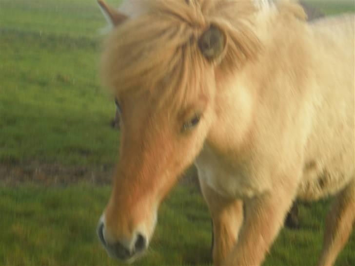 Islænder Fylkir billede 16