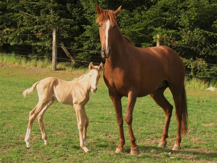 Lusitano Xaquira billede 8