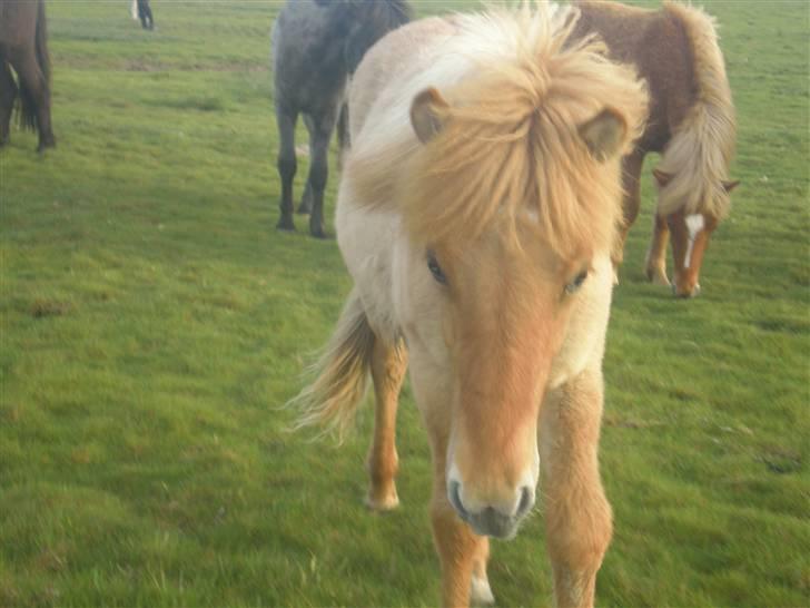 Islænder Fylkir billede 17