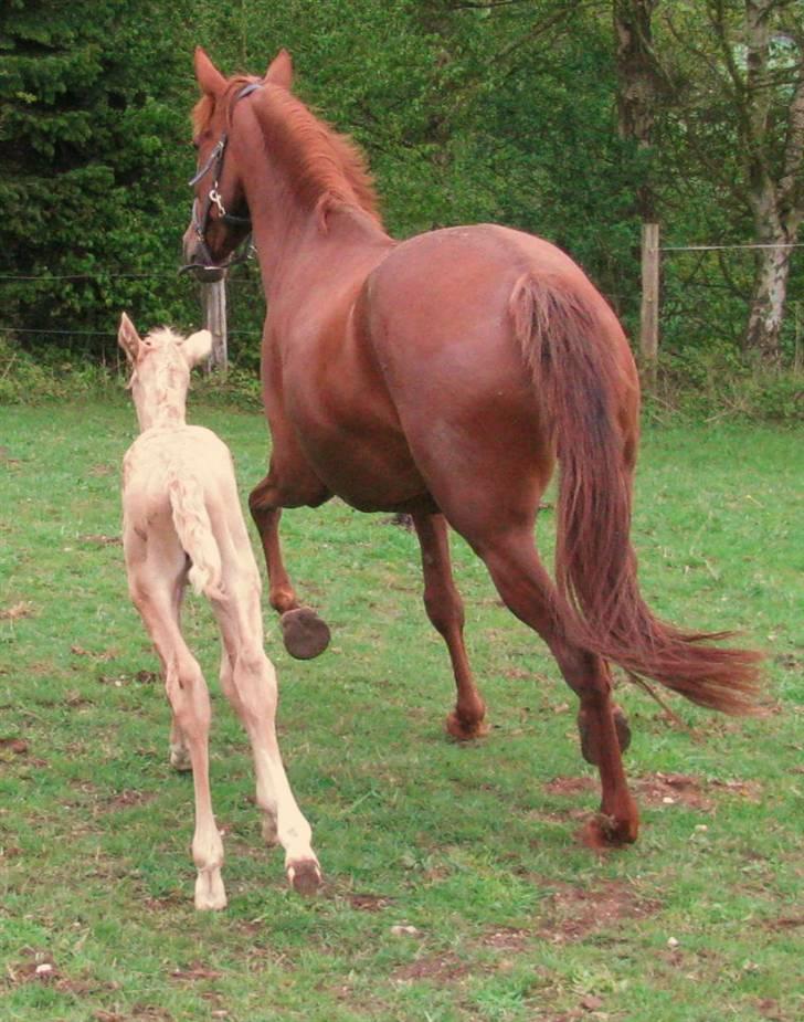 Lusitano Xaquira billede 10