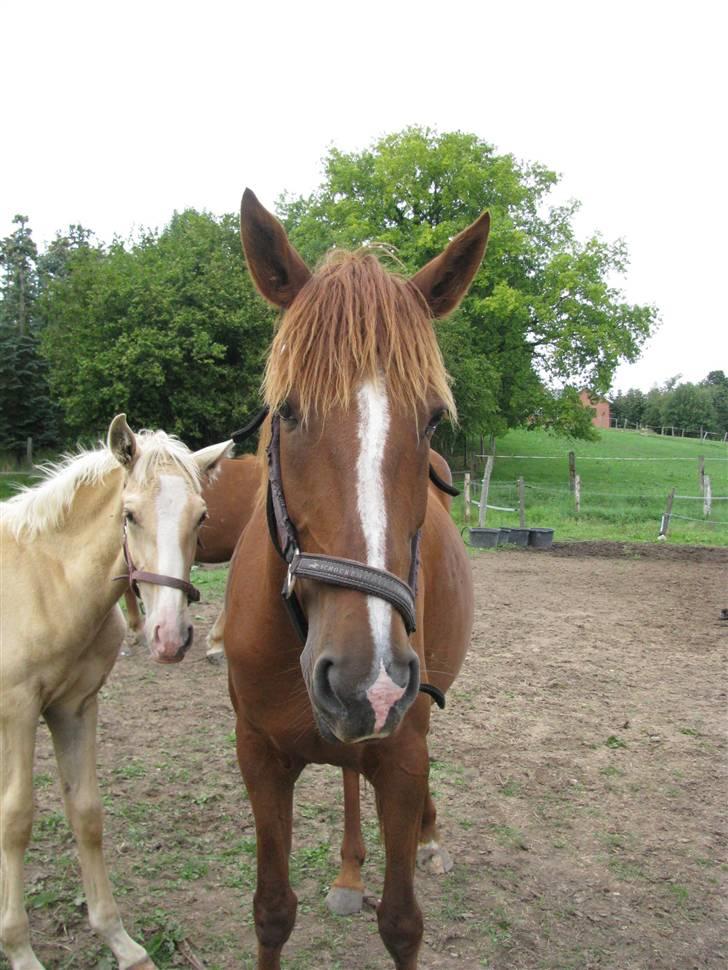 Lusitano Xaquira billede 11