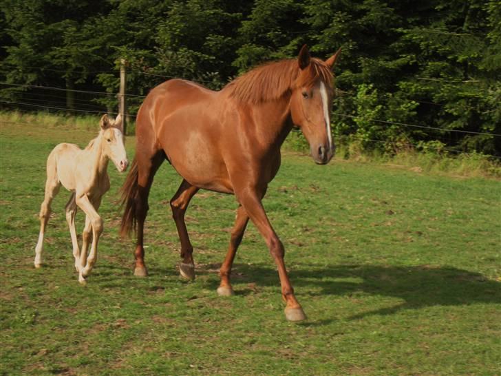 Lusitano Xaquira billede 18