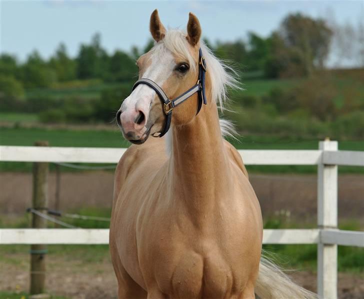 Quarter Zip Skip Sunshine - Foto Jani Pedersen billede 8