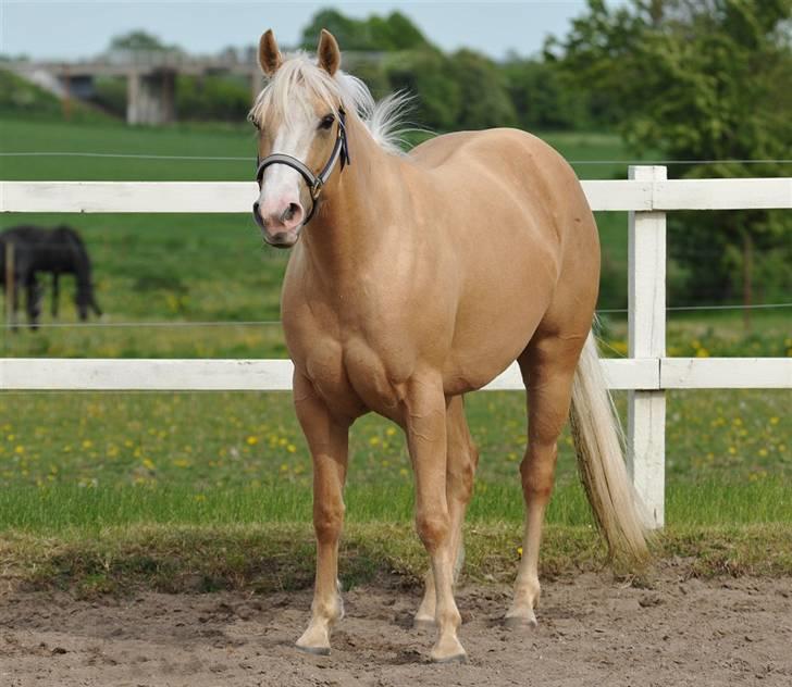 Quarter Zip Skip Sunshine - igen et plet skud af fotograf Jani Pedersen billede 9