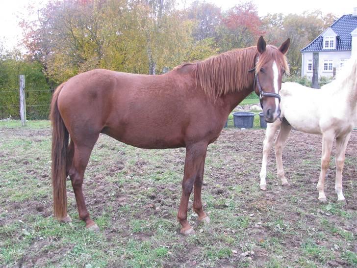 Lusitano Xaquira - oktober 2009 billede 20