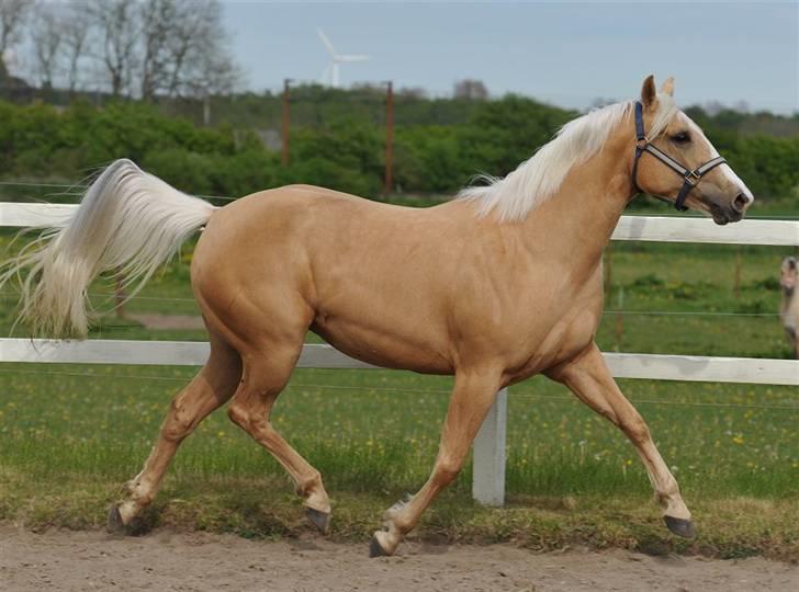 Quarter Zip Skip Sunshine - Foto: Jani Pedersen billede 10