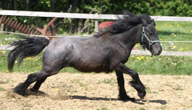 Fell pony Kerbeck Smoke´n´Fire billede 9