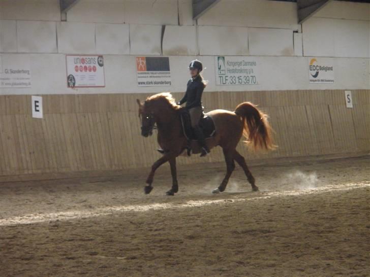 DSP Doran A-pony - Igen  undervisning ved Anders Vestergård d. 14 maj 2009 billede 6