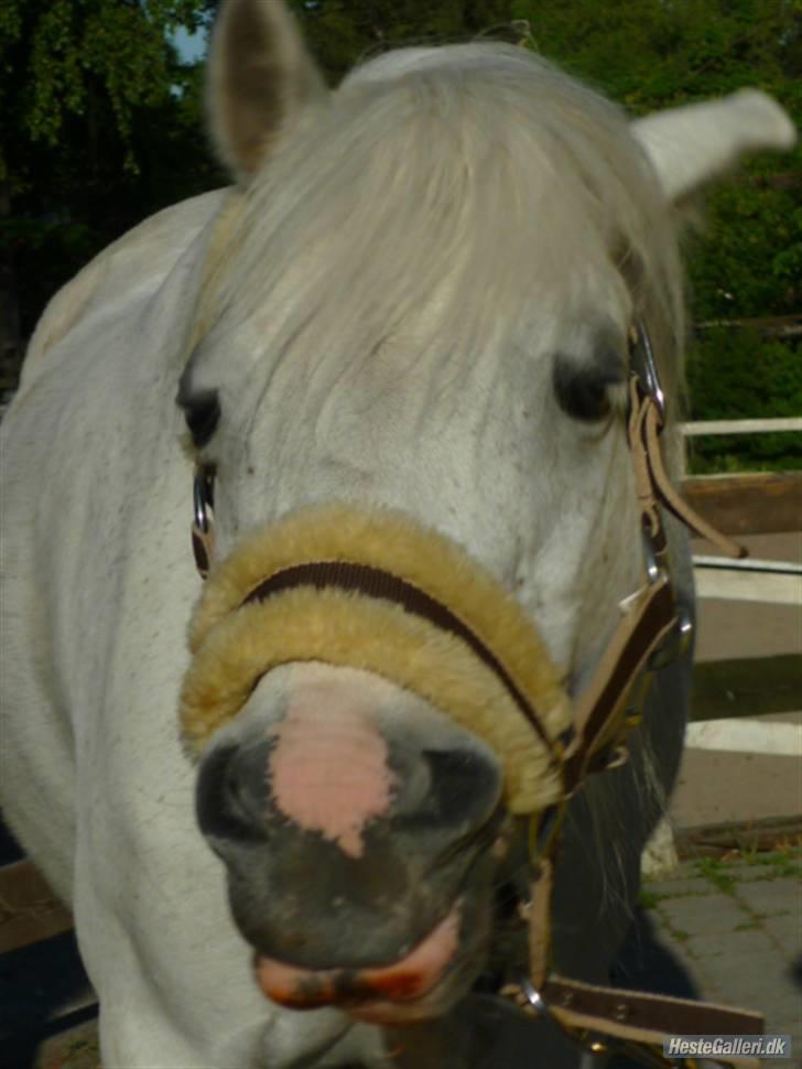 Anden særlig race Ballerina<3 billede 6