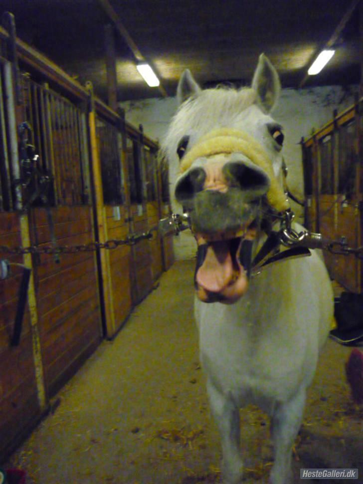 Anden særlig race Ballerina<3 billede 7