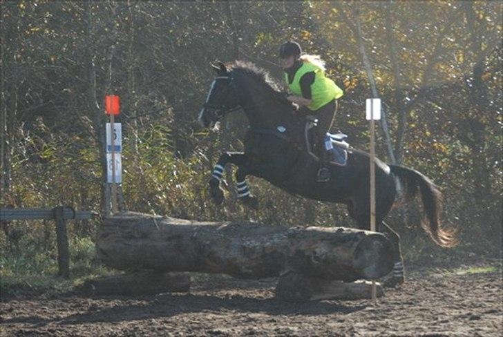 Dansk Varmblod Giza - Giz & jeg i military debut, CNC70 - hvor meget få af de 15 forhindringerne var 70 cm, resten var større. men fejlfri på tid og forhindringer :D  billede 19
