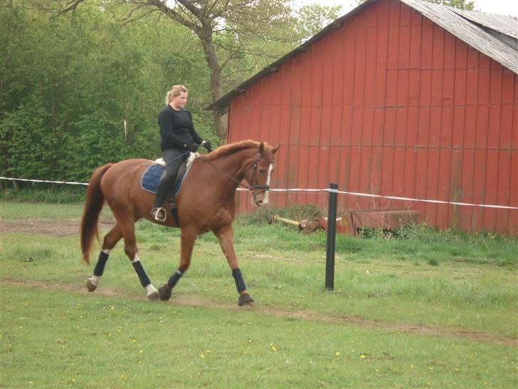 Oldenborg Clemenst Gucci *himmelhest* - Maj 2009 billede 6