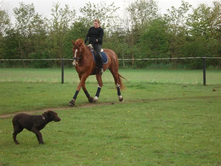 Oldenborg Clemenst Gucci *himmelhest* - Maj 2000. Undskyld hunden. billede 7