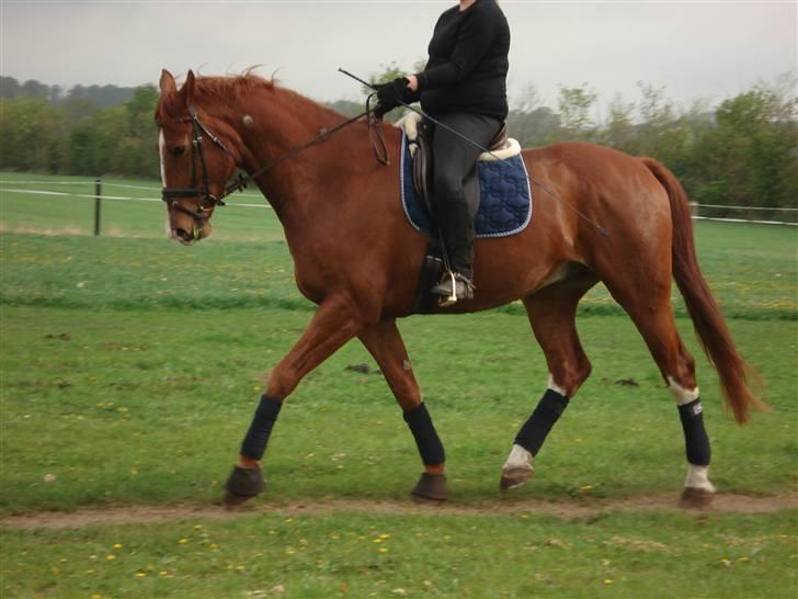 Oldenborg Clemenst Gucci *himmelhest* - Maj 2009 billede 8