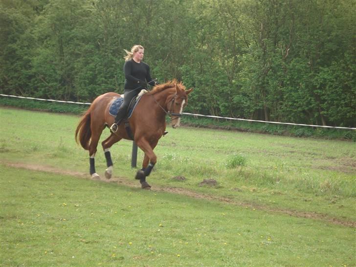 Oldenborg Clemenst Gucci *himmelhest* - Maj 2009 billede 9