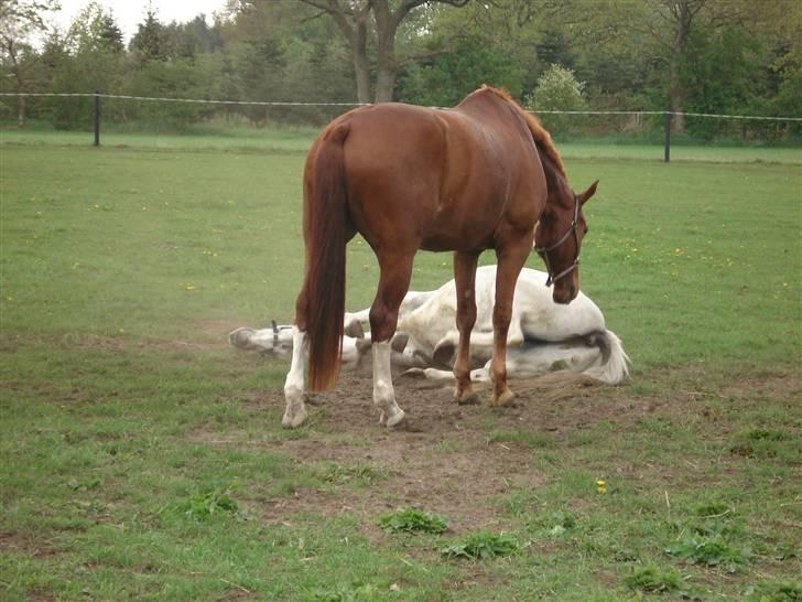 Oldenborg Clemenst Gucci *himmelhest* - Hvorfor ikke lige drille Rocky lidt:) billede 11