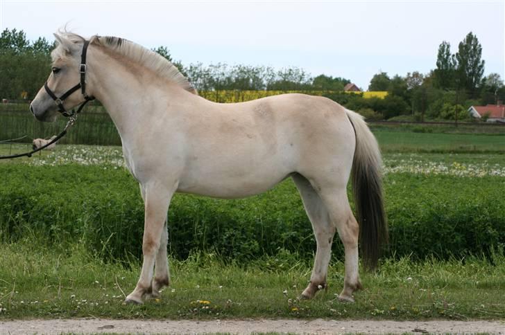 Fjordhest Asta Frølunde billede 1