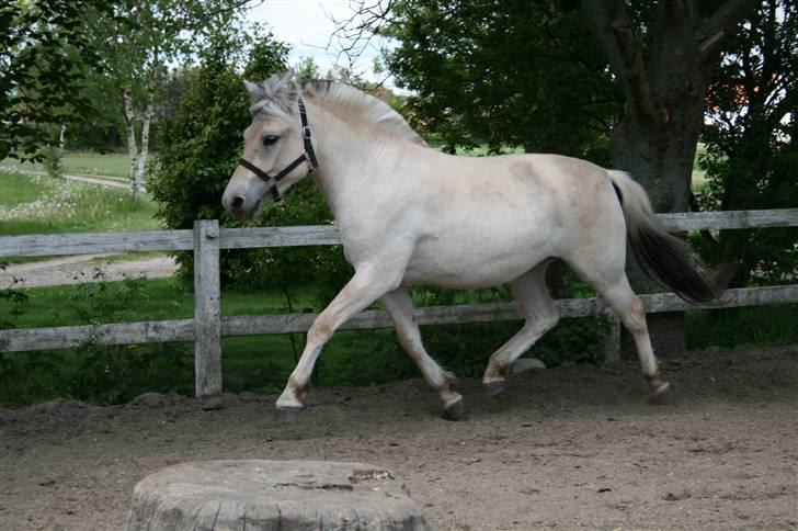 Fjordhest Asta Frølunde billede 2