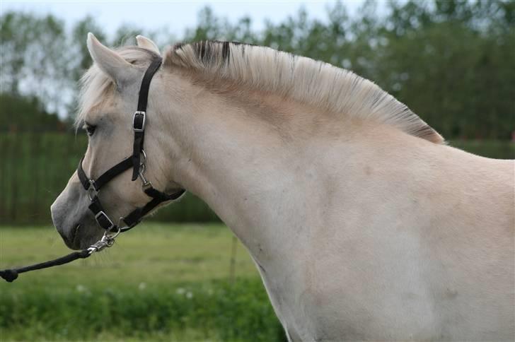 Fjordhest Asta Frølunde billede 3