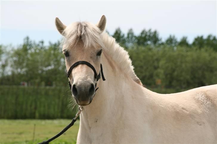 Fjordhest Asta Frølunde billede 4