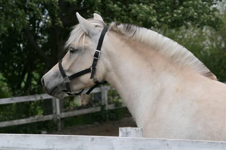 Fjordhest Asta Frølunde billede 5