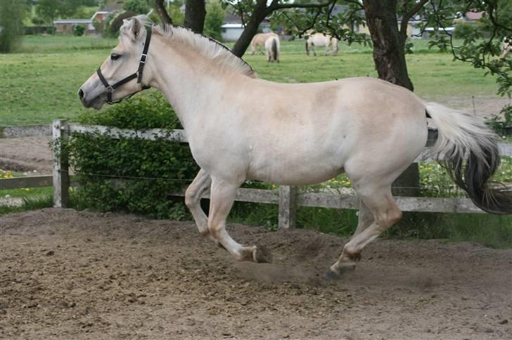 Fjordhest Asta Frølunde billede 6