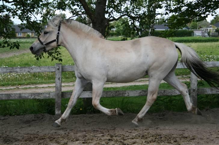 Fjordhest Asta Frølunde billede 7