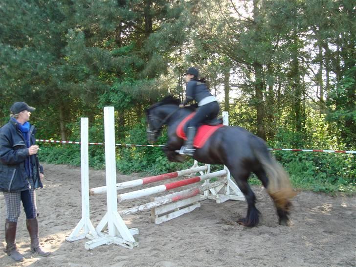 Irish Cob Bigumsgårds Dina  billede 11