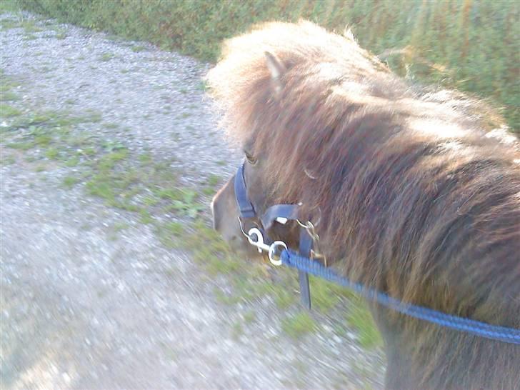 Anden særlig race stella aka madam :D - så afsted på en lille tur :D billede 8