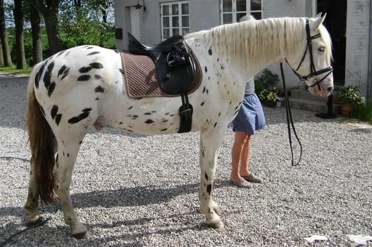 Knabstrupper Chico Dot DK - Som næsten 4 års billede 12