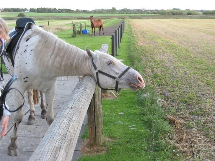 Knabstrupper Chico Dot DK - Som 3 års øver vi sadel og trense, men det klør altså, så det må vente billede 13