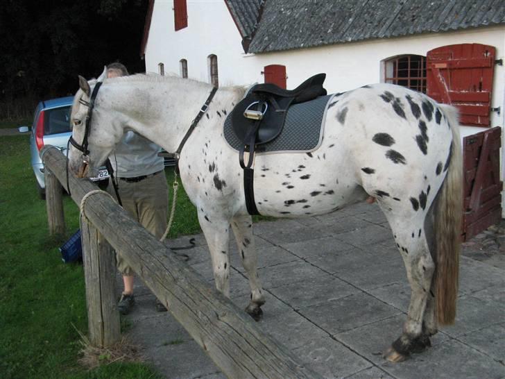 Knabstrupper Chico Dot DK - Så kom det på og vi står stille til ære for fotografen billede 14