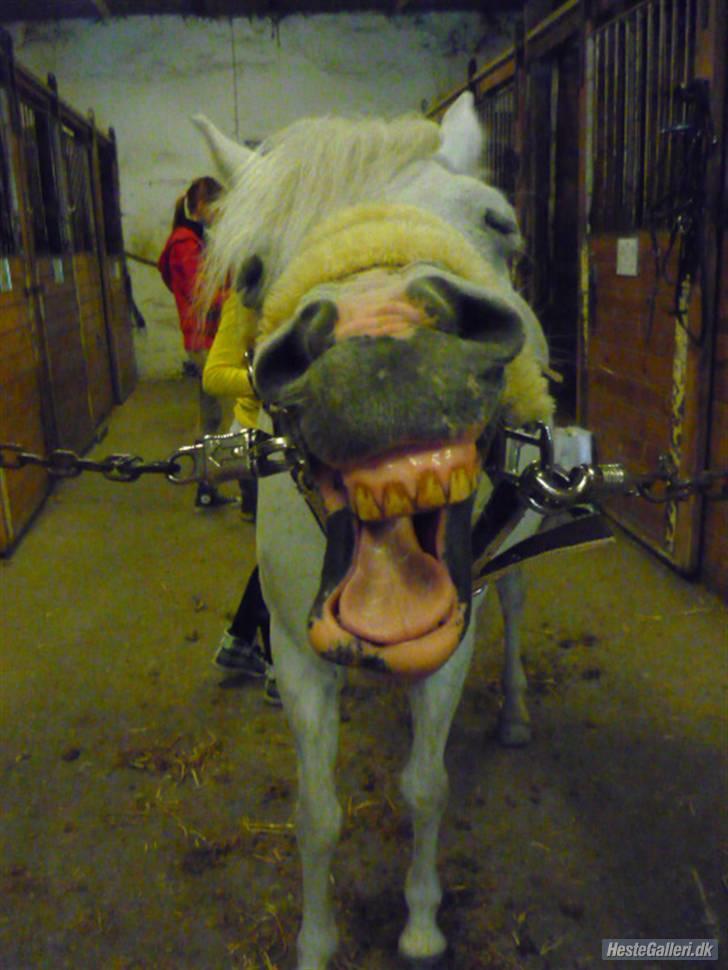 Anden særlig race Ballerina<3 billede 8