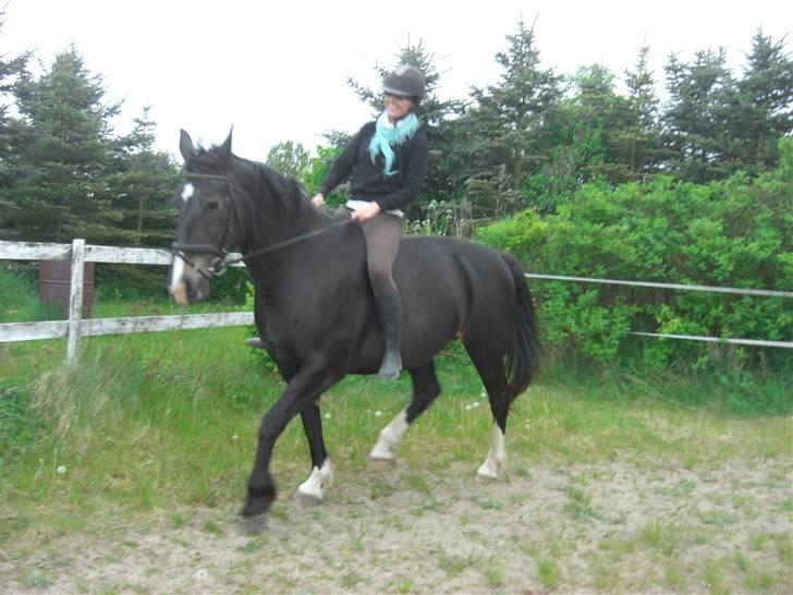 Anden særlig race Josefine - Hygger lidt rundt på ridebanen! Ganske useriøst! billede 5