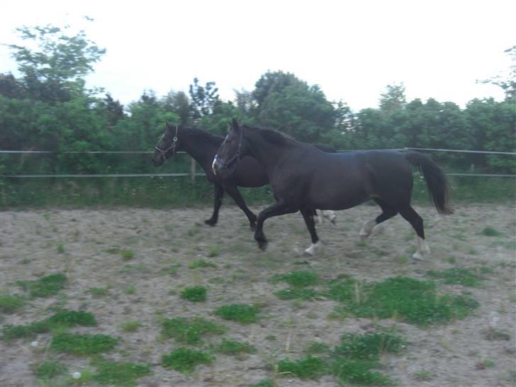 Anden særlig race Josefine - mmmh basse <3 billede 6