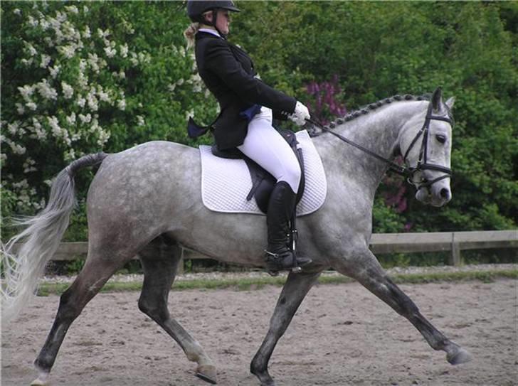 Trakehner Risdalens Rollo  billede 9