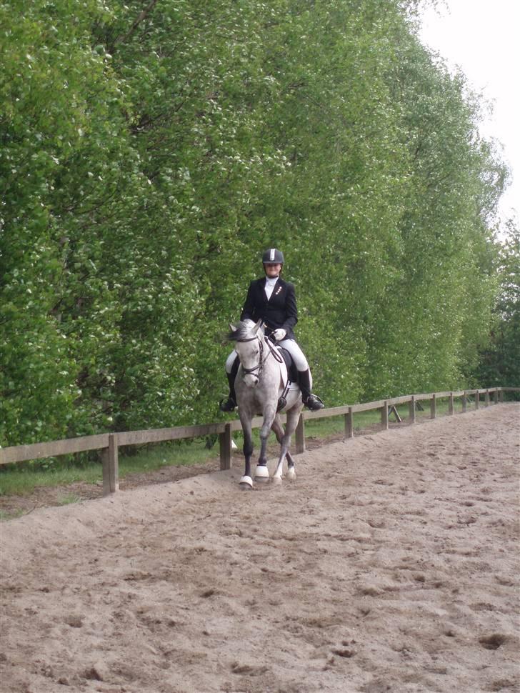 Trakehner Risdalens Rollo  billede 11