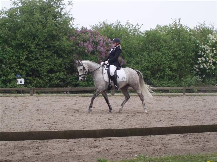 Trakehner Risdalens Rollo  billede 12