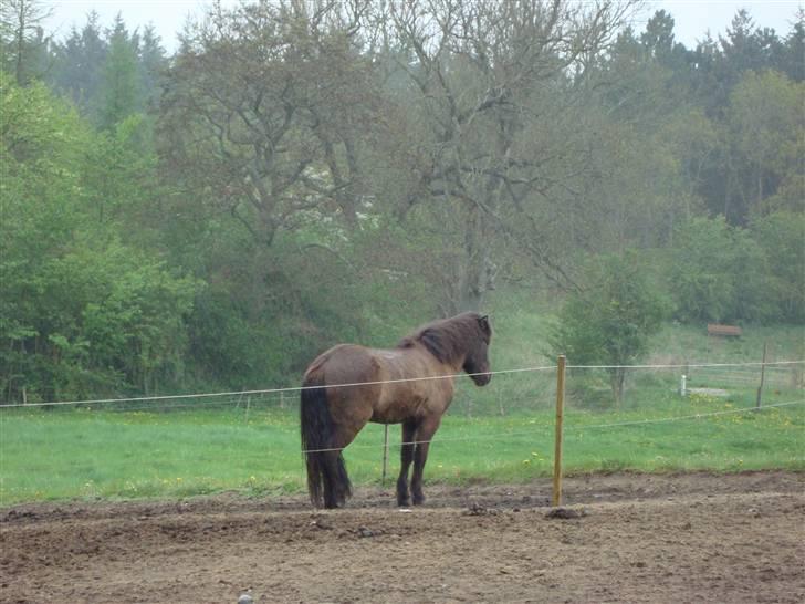 Islænder Krummi fra støvbogaard - Krummistår og kikker på græsset inden han bliver lukket ud <3<3 billede 7