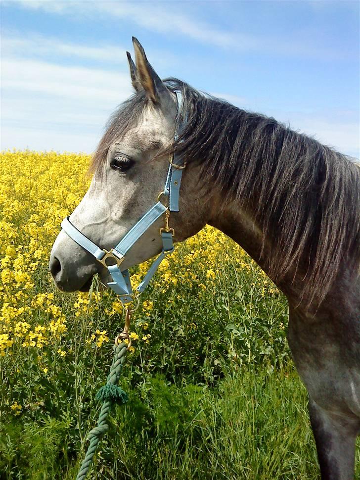Anden særlig race Shaki - SOLGT billede 1