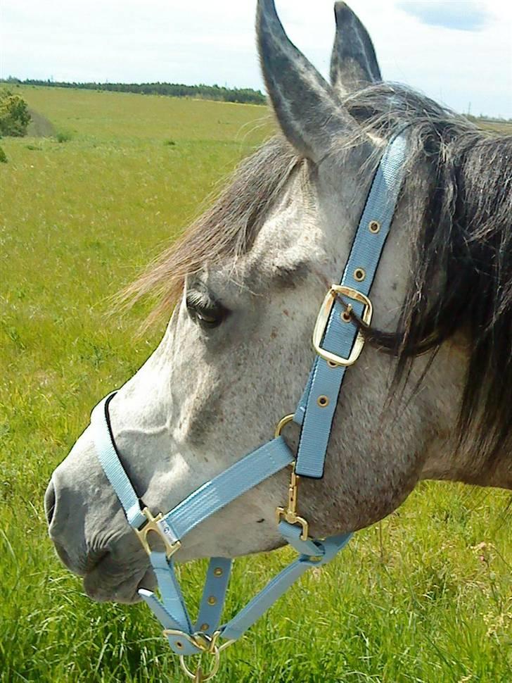 Anden særlig race Shaki - SOLGT billede 2