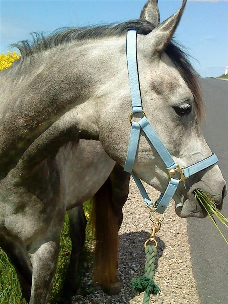 Anden særlig race Shaki - SOLGT billede 3