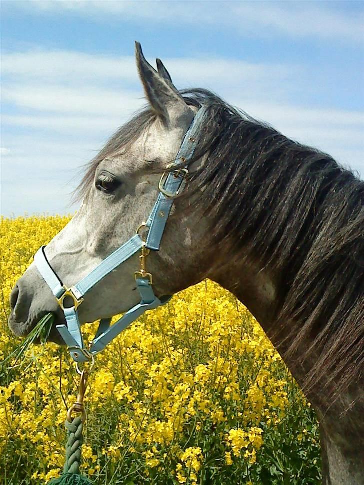 Anden særlig race Shaki - SOLGT billede 4