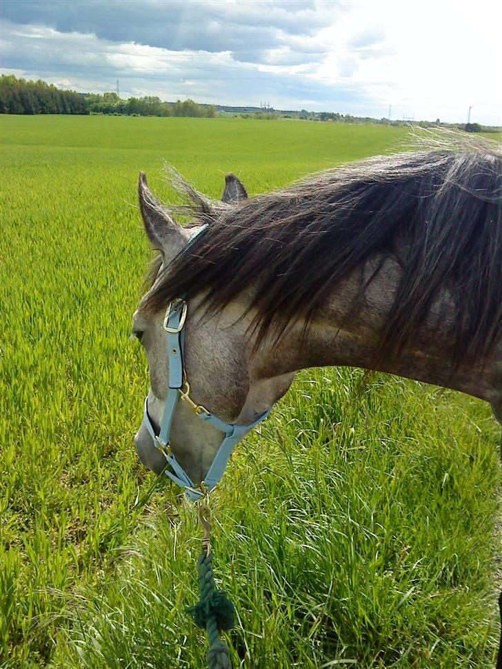 Anden særlig race Shaki - SOLGT billede 5