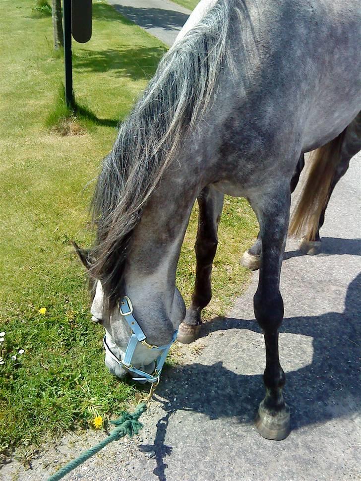 Anden særlig race Shaki - SOLGT billede 6