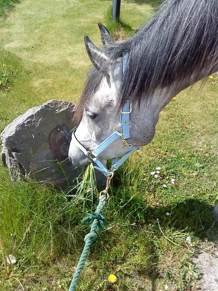 Anden særlig race Shaki - SOLGT billede 7
