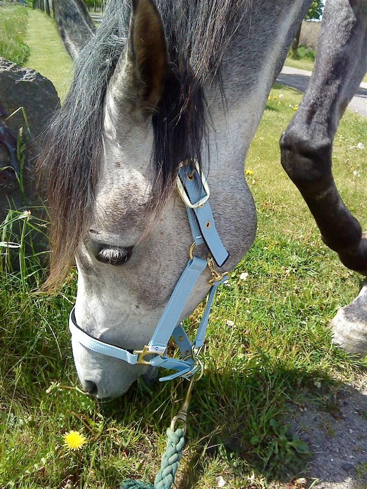 Anden særlig race Shaki - SOLGT billede 8