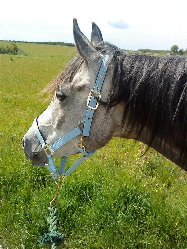 Anden særlig race Shaki - SOLGT billede 9