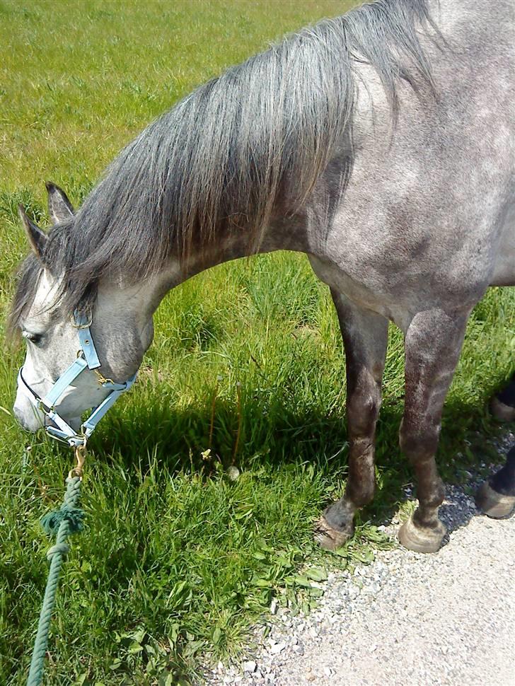 Anden særlig race Shaki - SOLGT billede 10